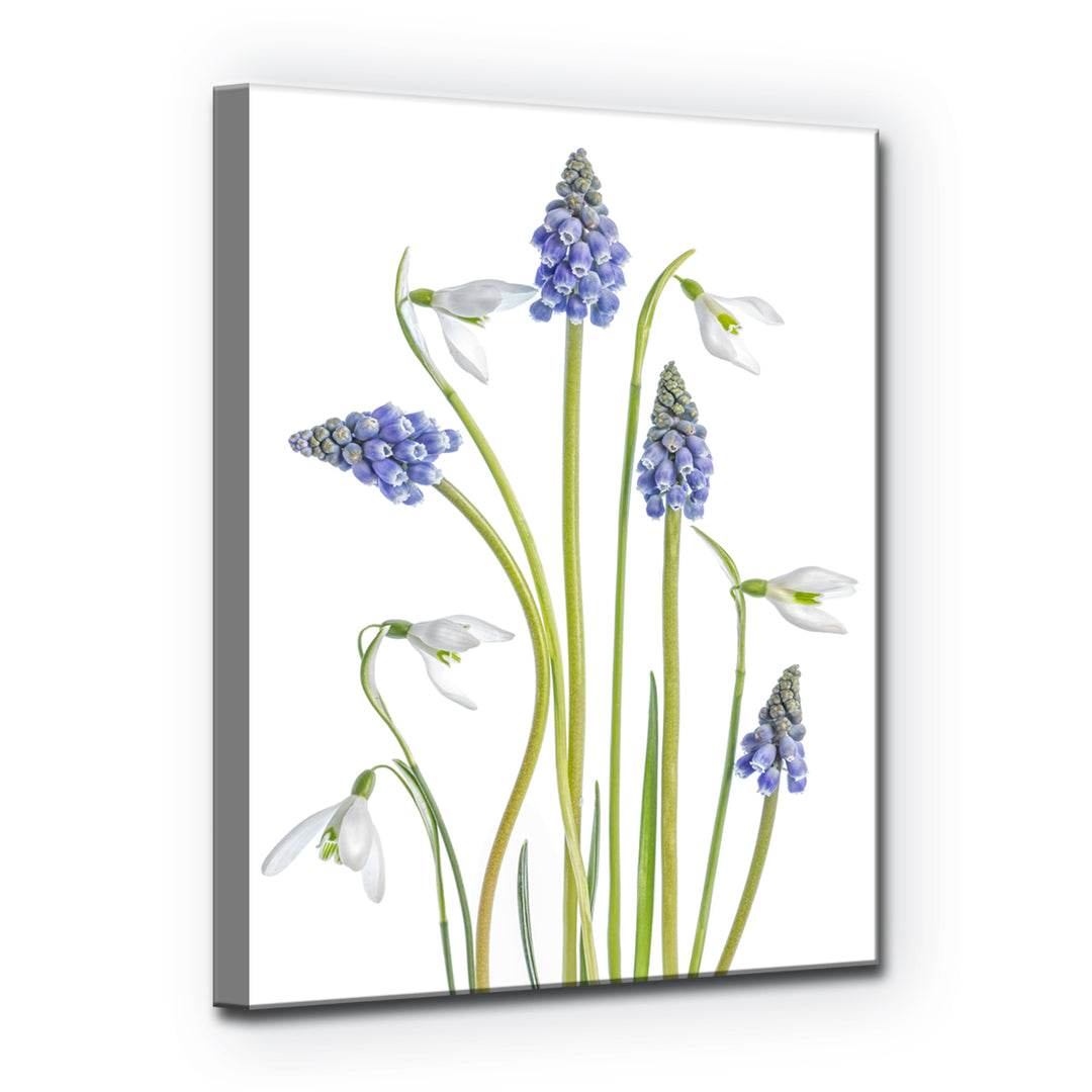 Muscari and Galanthus' Wrapped Canvas Wall Art