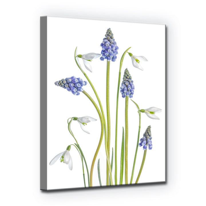 Muscari and Galanthus' Wrapped Canvas Wall Art