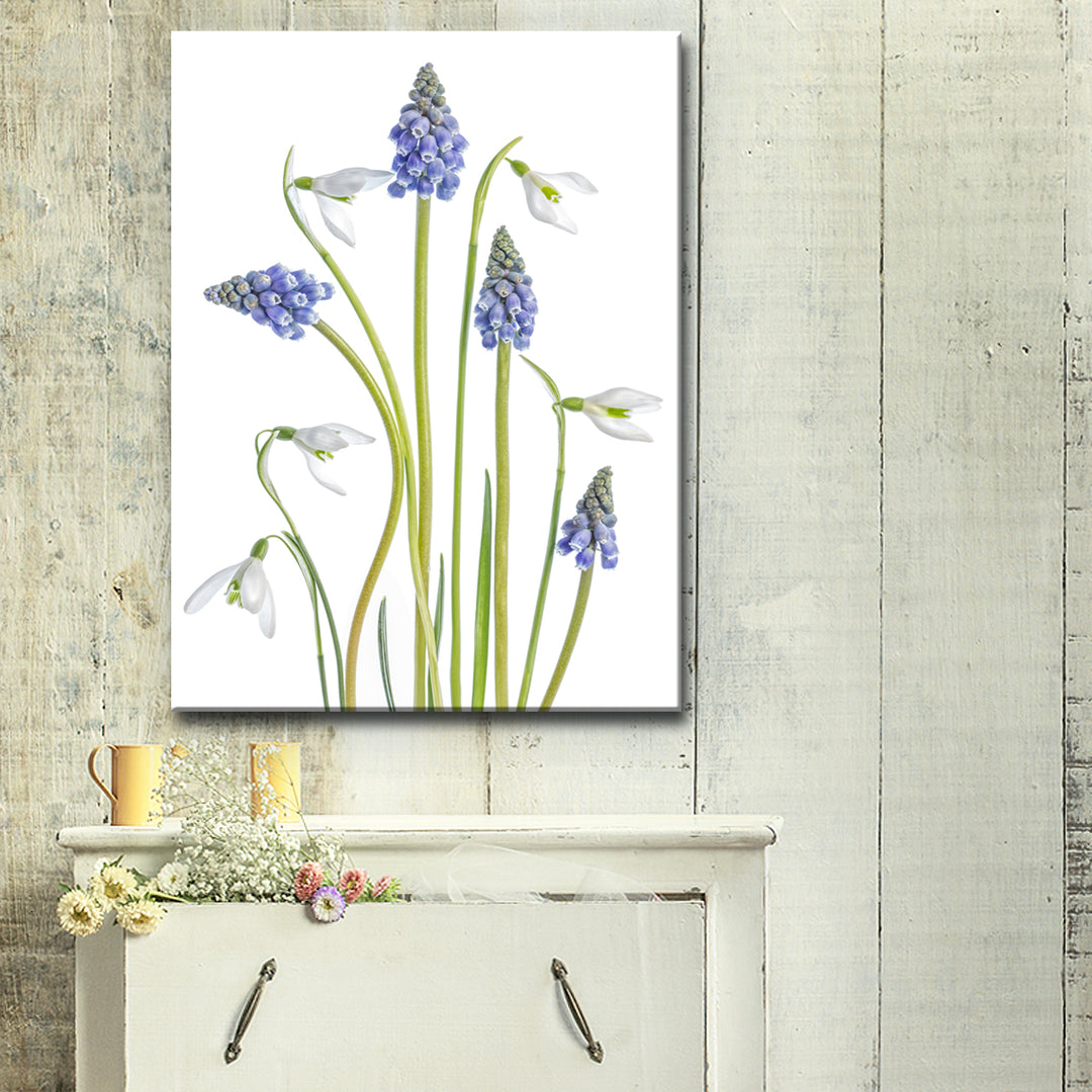 Muscari and Galanthus' Wrapped Canvas Wall Art