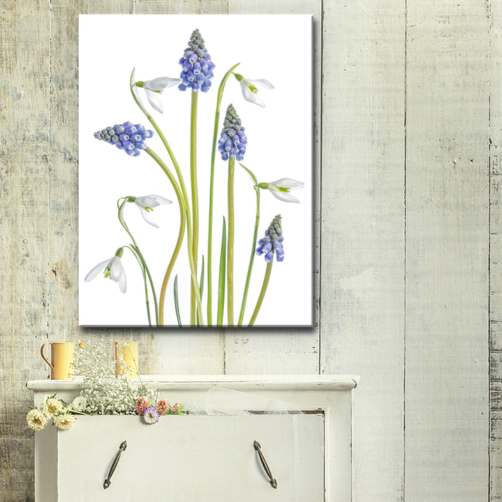 Muscari and Galanthus' Wrapped Canvas Wall Art