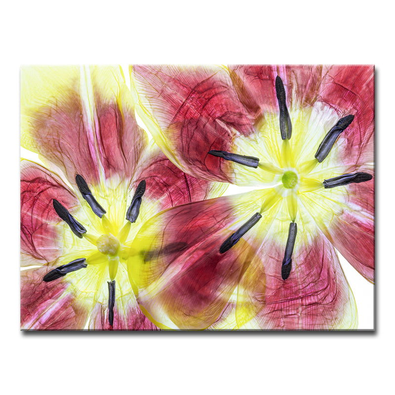 Tulips' Wrapped Canvas Wall Art