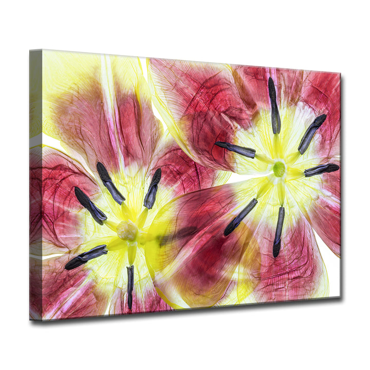 Tulips' Wrapped Canvas Wall Art