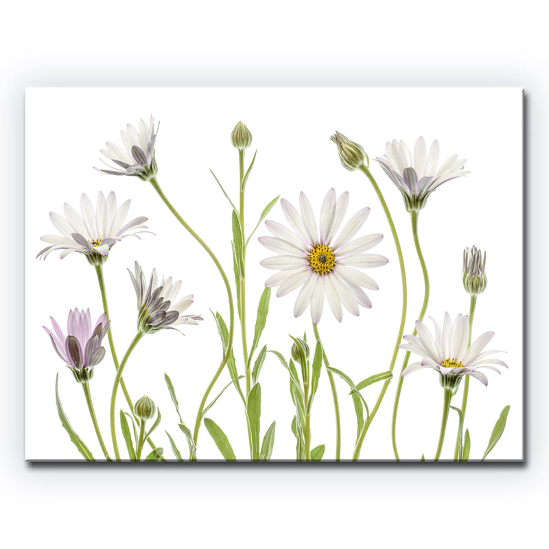 Cape Daisies' Wrapped Canvas Wall Art