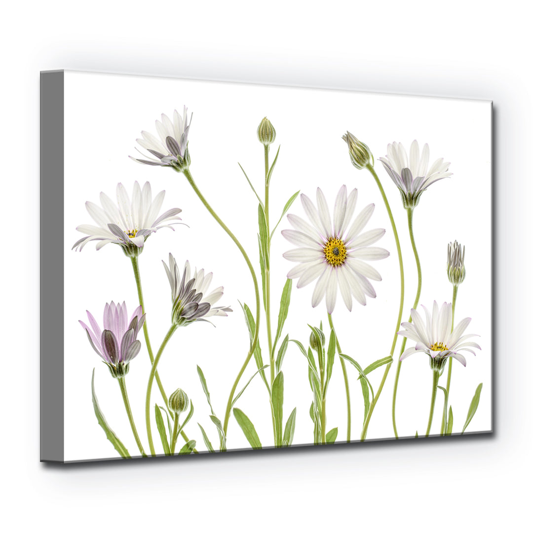 Cape Daisies' Wrapped Canvas Wall Art
