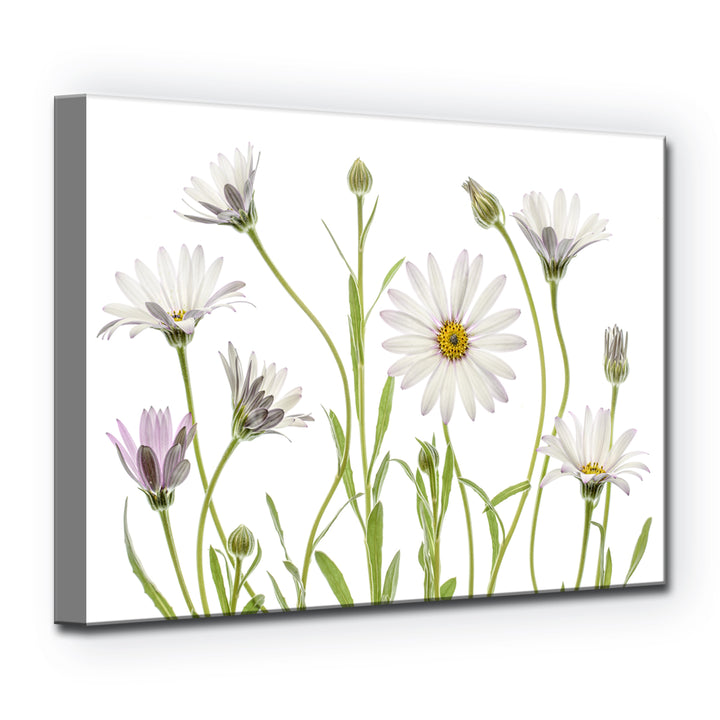 Cape Daisies' Wrapped Canvas Wall Art