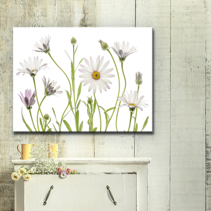 Cape Daisies' Wrapped Canvas Wall Art