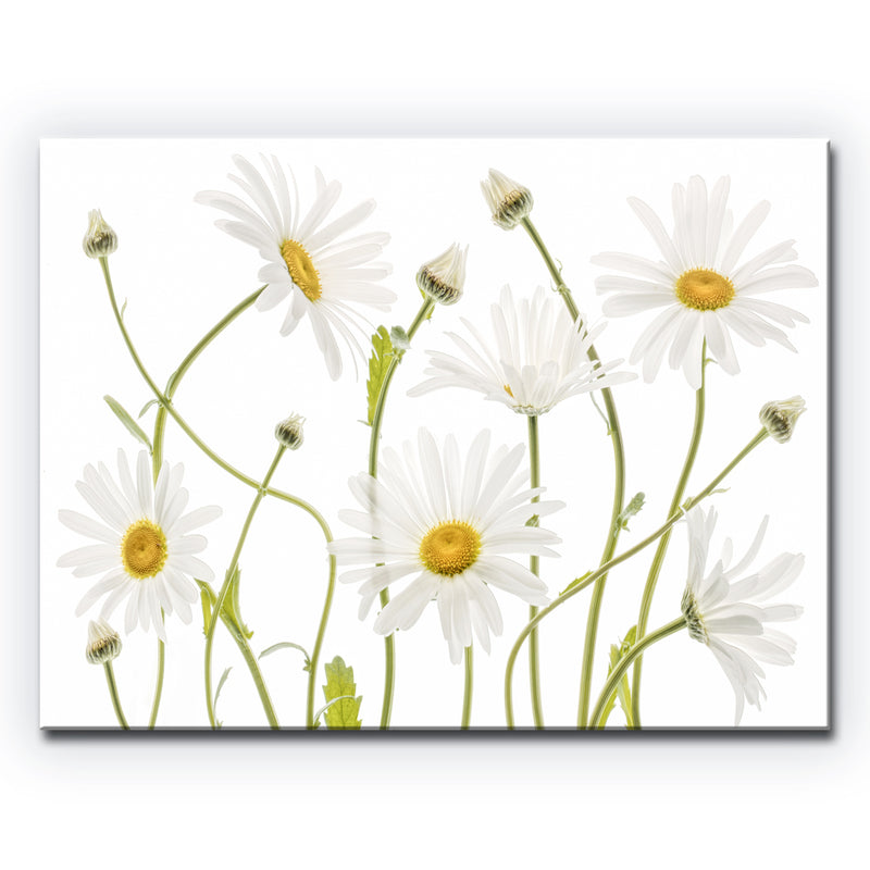 Ox Eye Daisies' Wrapped Canvas Wall Art