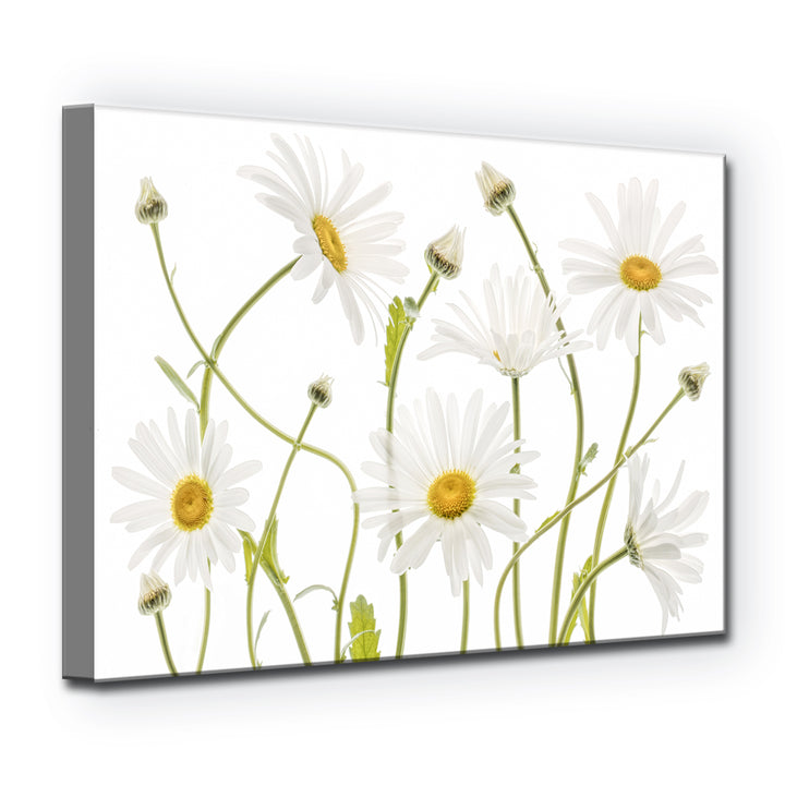 Ox Eye Daisies' Wrapped Canvas Wall Art