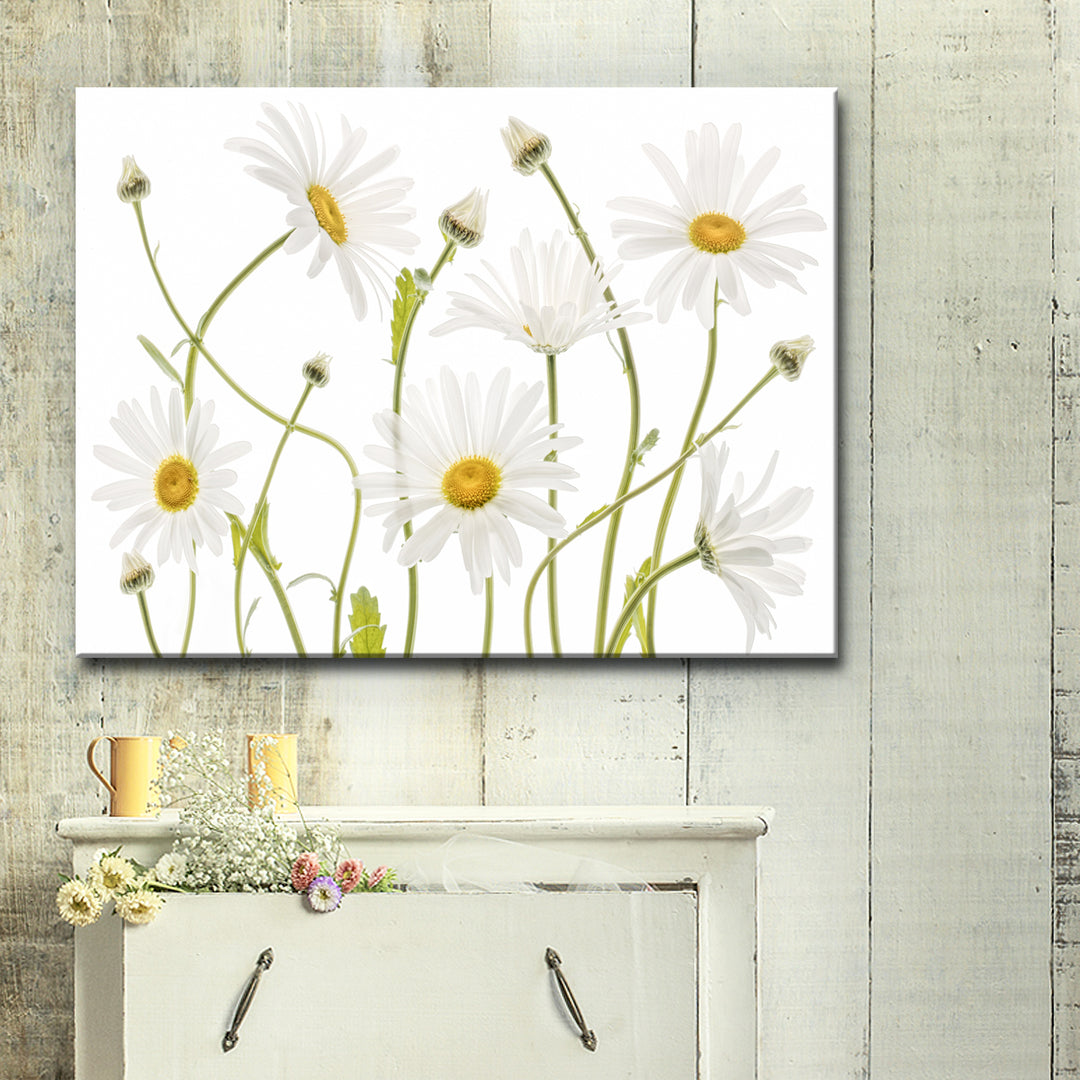 Ox Eye Daisies' Wrapped Canvas Wall Art