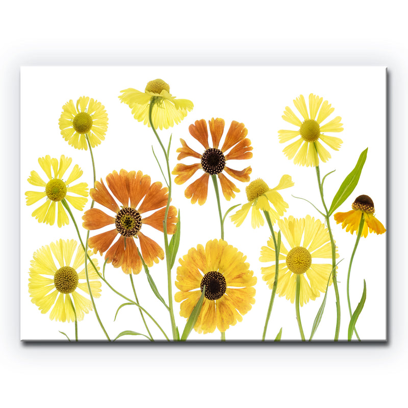 Helenium' Wrapped Canvas Wall Art