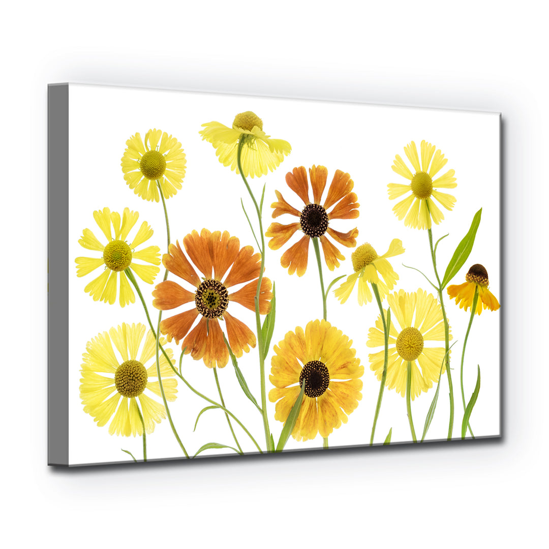 Helenium' Wrapped Canvas Wall Art