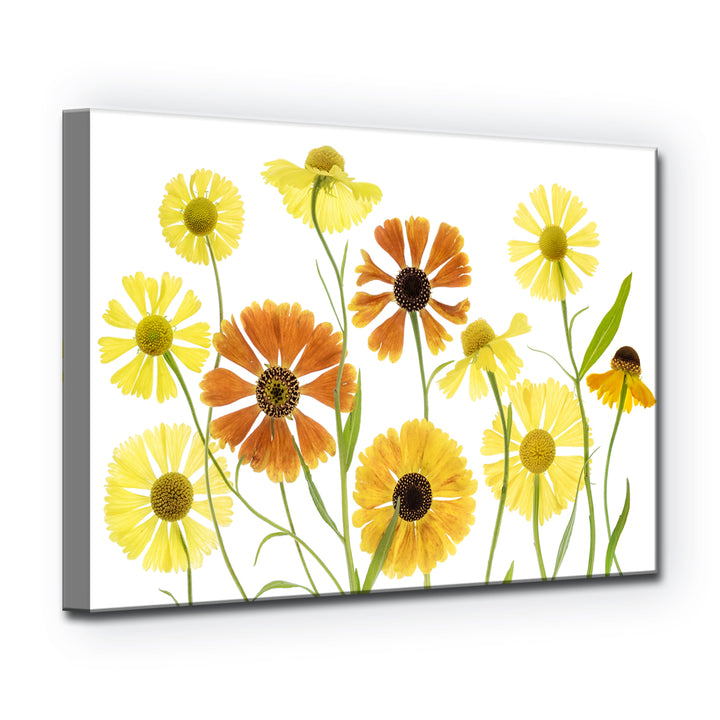 Helenium' Wrapped Canvas Wall Art
