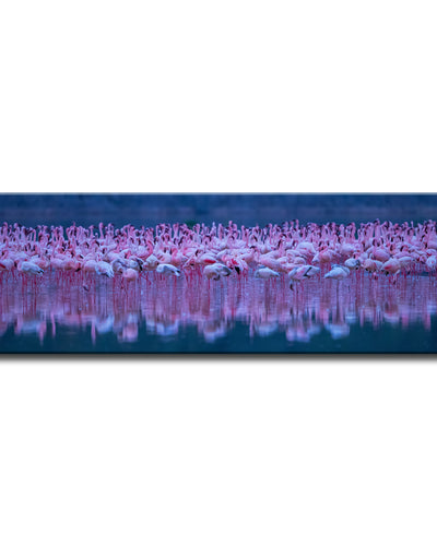 Flamingos' Wrapped Canvas Wall Art