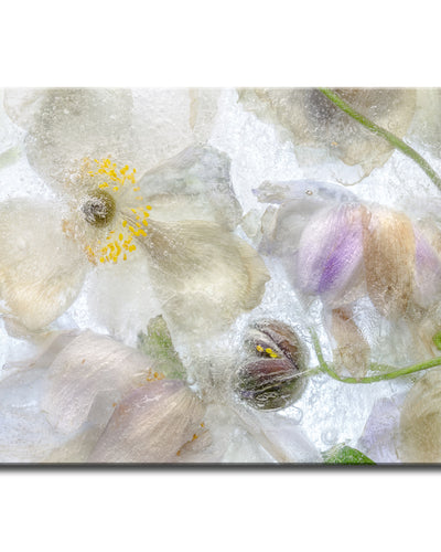 Anemone Frost' Wrapped Canvas Wall Art