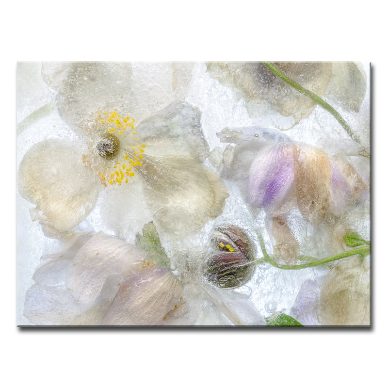 Anemone Frost' Wrapped Canvas Wall Art