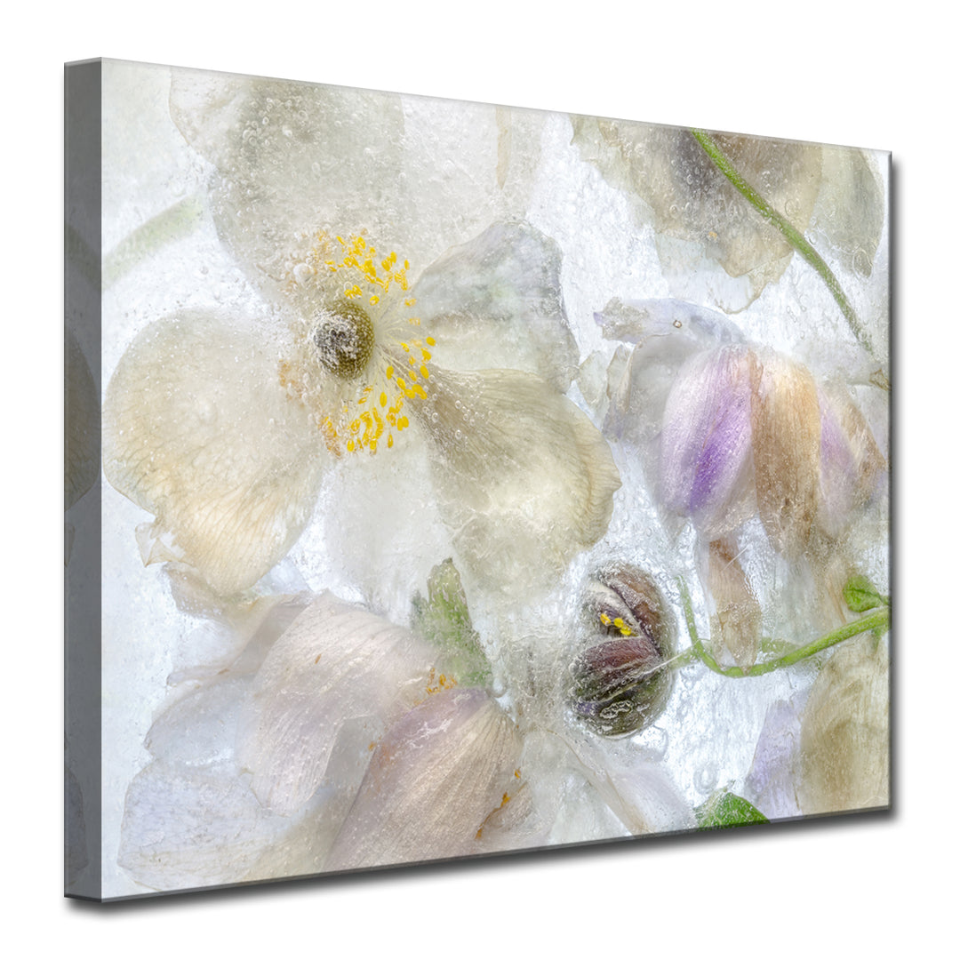 Anemone Frost' Wrapped Canvas Wall Art