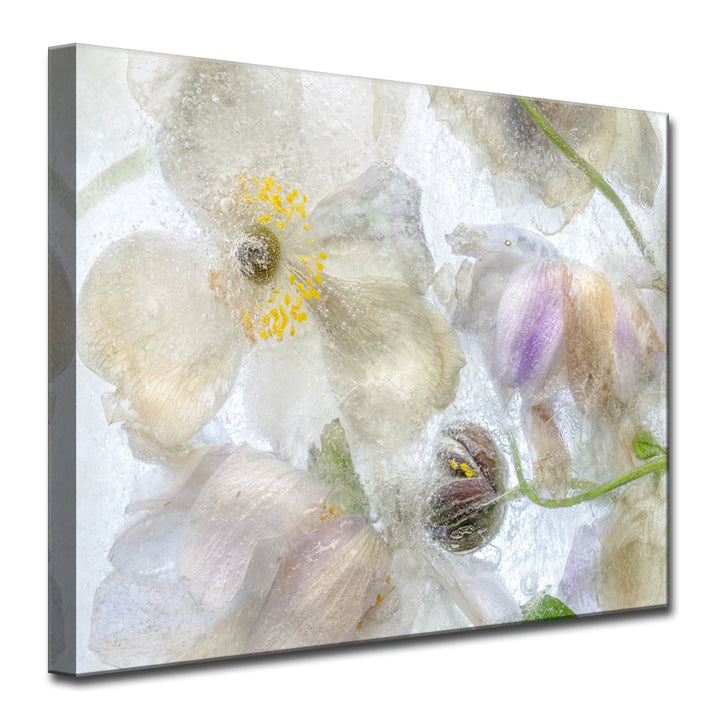 Anemone Frost' Wrapped Canvas Wall Art