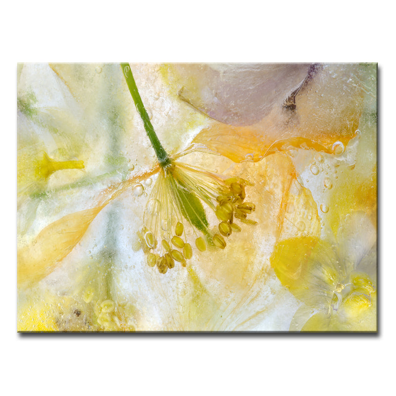 Papaver Ice' Wrapped Canvas Wall Art