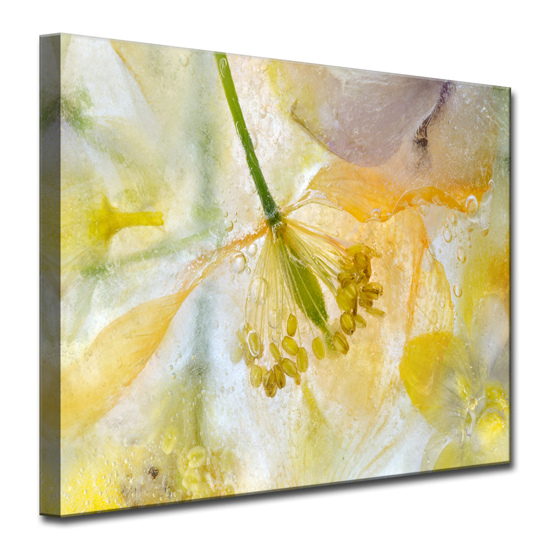 Papaver Ice' Wrapped Canvas Wall Art