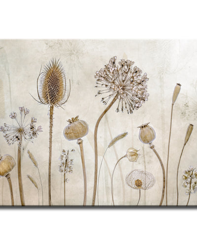 "Growing Old" by Mandy Disher — Botanical Wall Art (Gallery Wrapped)