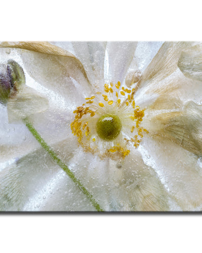 Floral Freeze' Wrapped Canvas Wall Art
