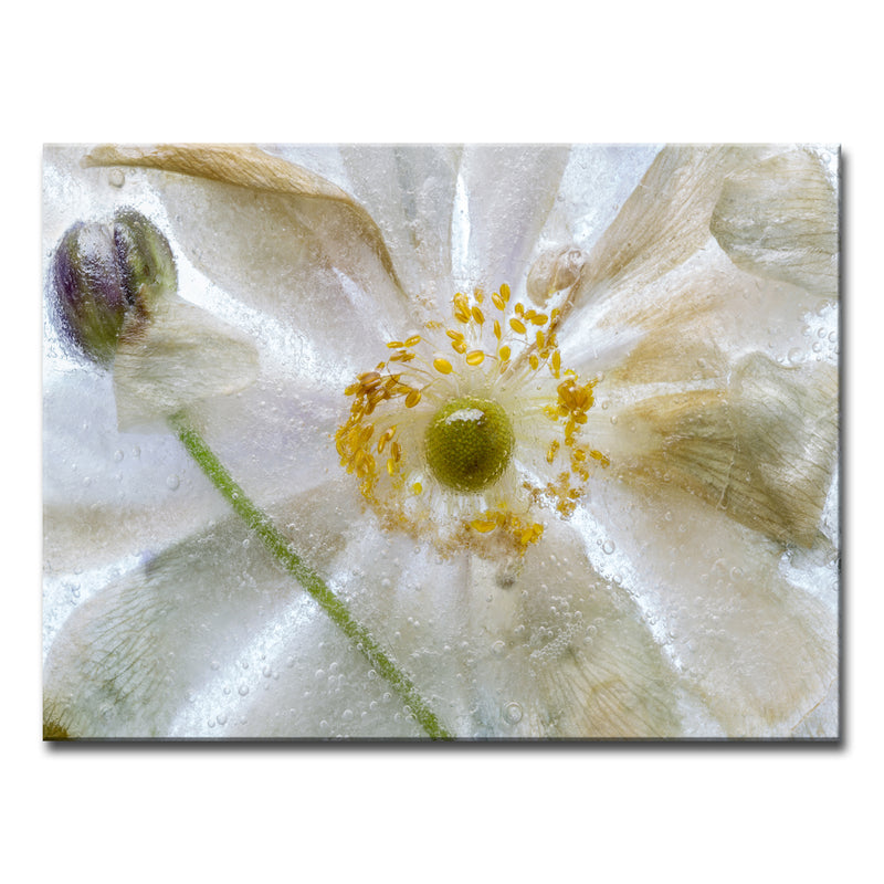 Floral Freeze' Wrapped Canvas Wall Art