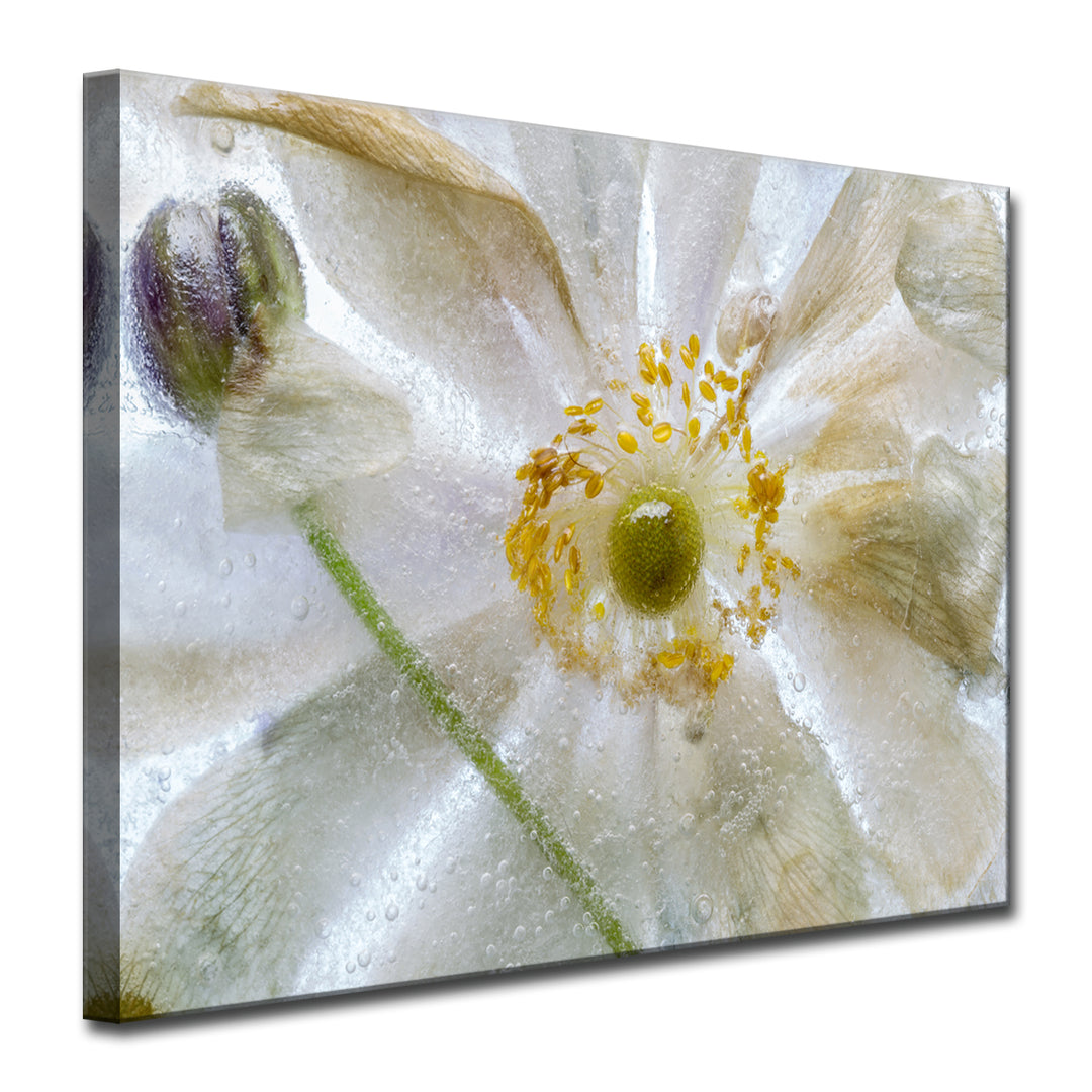 Floral Freeze' Wrapped Canvas Wall Art