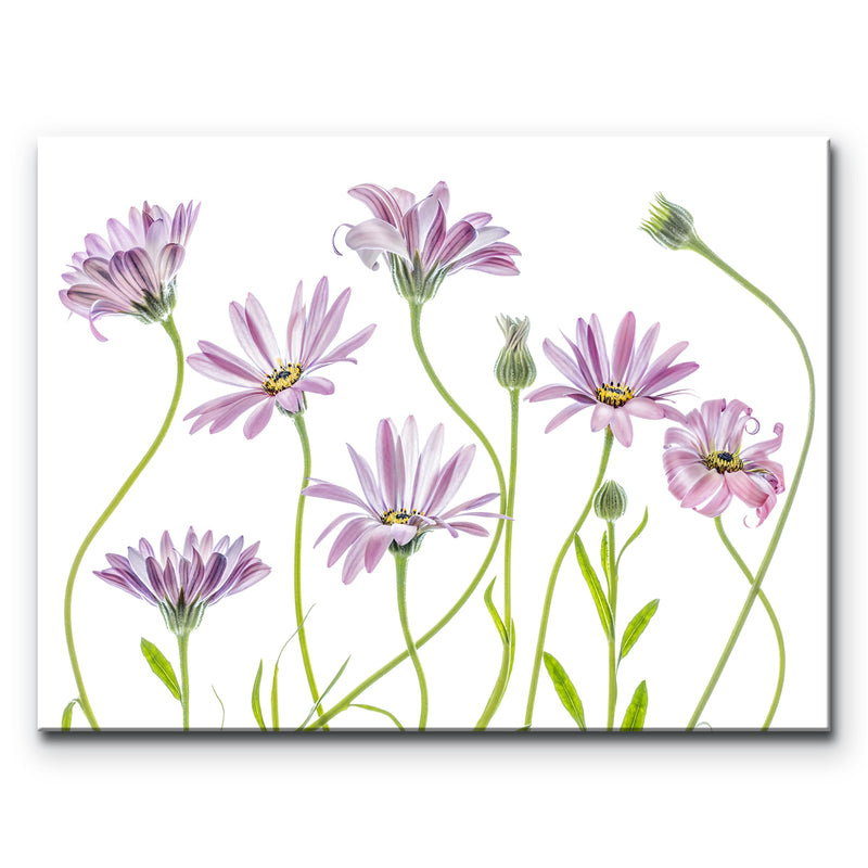 Cape Daisies I' Wrapped Canvas Wall Art
