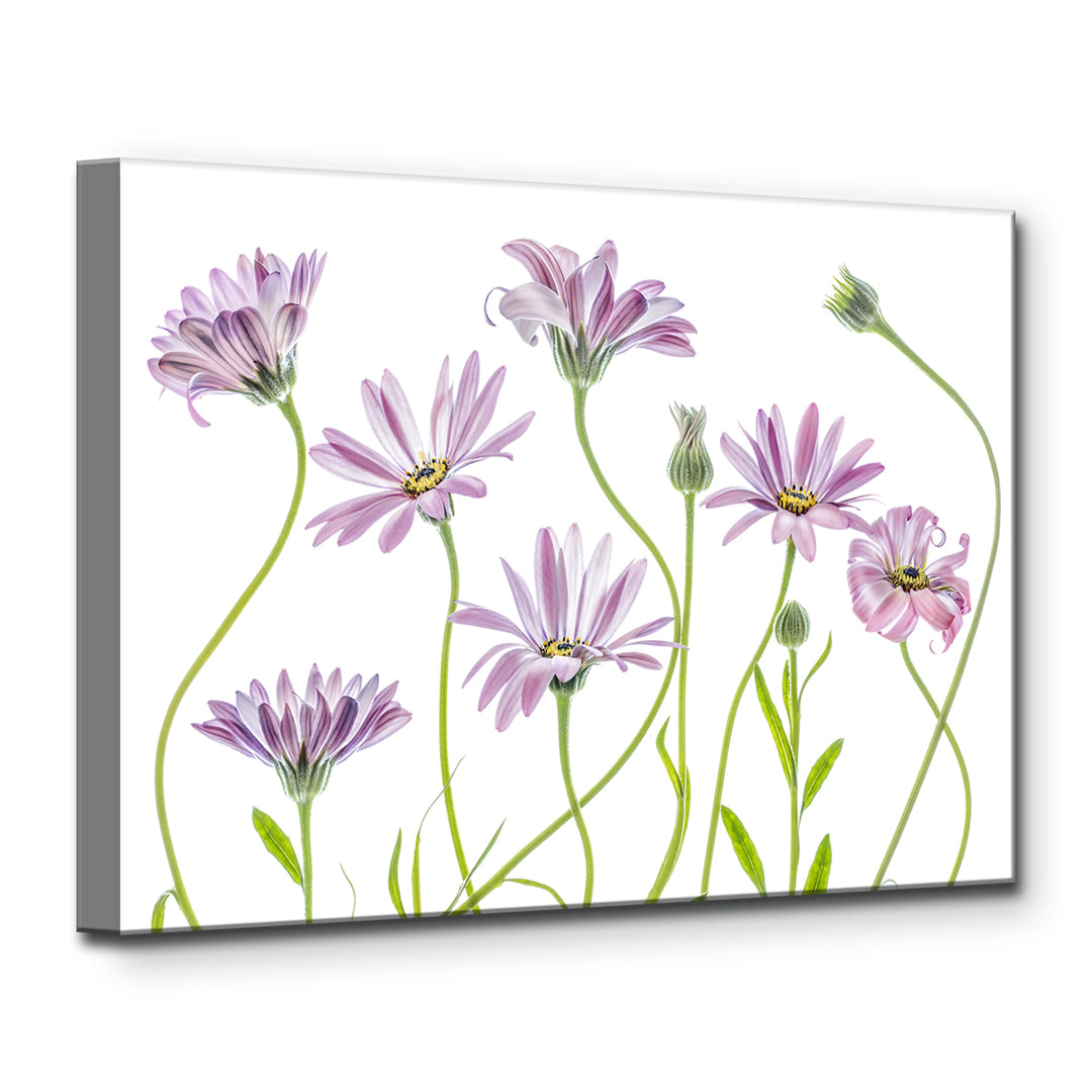 Cape Daisies I' Wrapped Canvas Wall Art