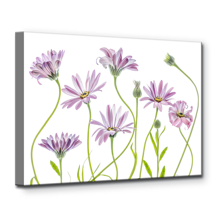 Cape Daisies I' Wrapped Canvas Wall Art