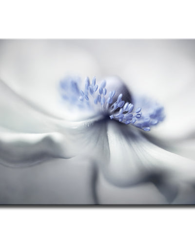 Anemone Spirit' Wrapped Canvas Wall Art