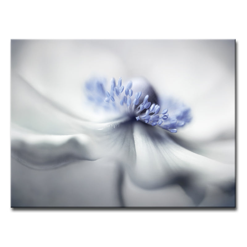 Anemone Spirit' Wrapped Canvas Wall Art