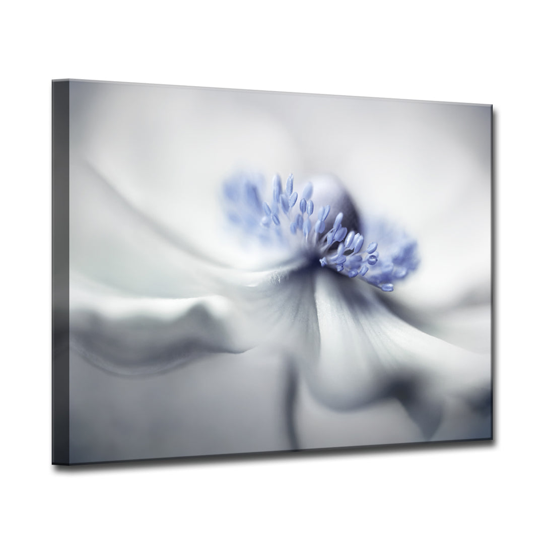 Anemone Spirit' Wrapped Canvas Wall Art
