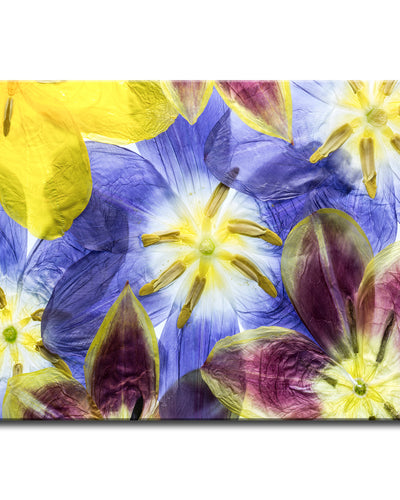 Tulips I' Wrapped Canvas Wall Art