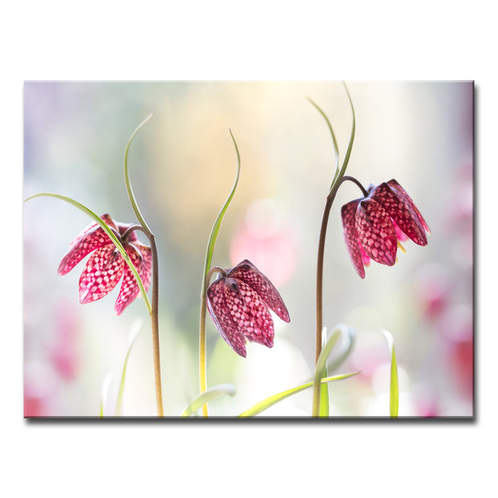 Snakes Head Fritillary' Wrapped Canvas Wall Art