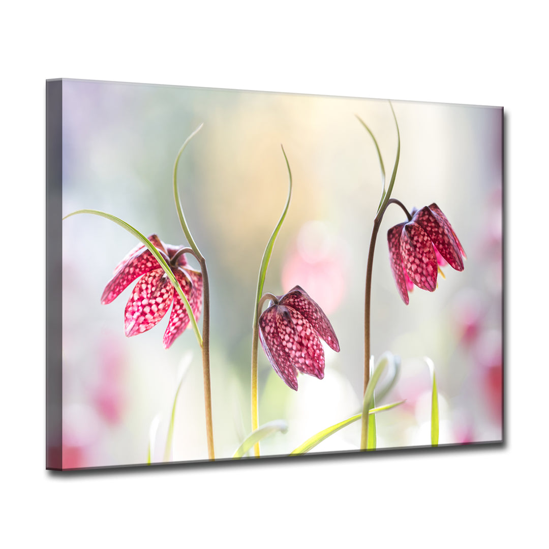 Snakes Head Fritillary' Wrapped Canvas Wall Art