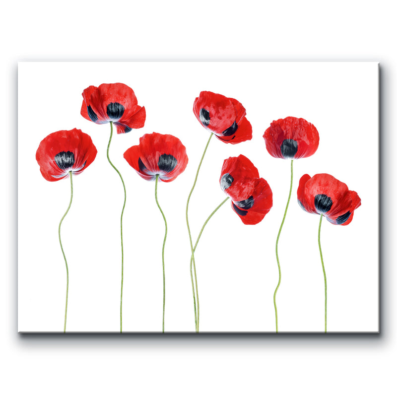 Ladybird Poppies' Wrapped Canvas Wall Art