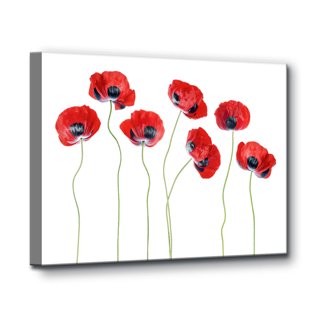 Ladybird Poppies' Wrapped Canvas Wall Art