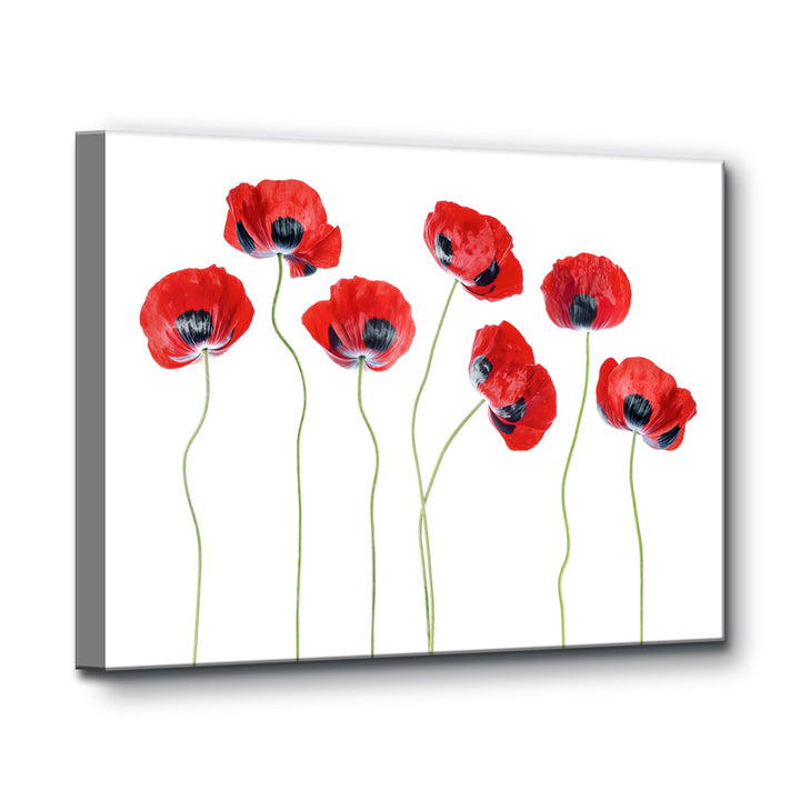 Ladybird Poppies' Wrapped Canvas Wall Art