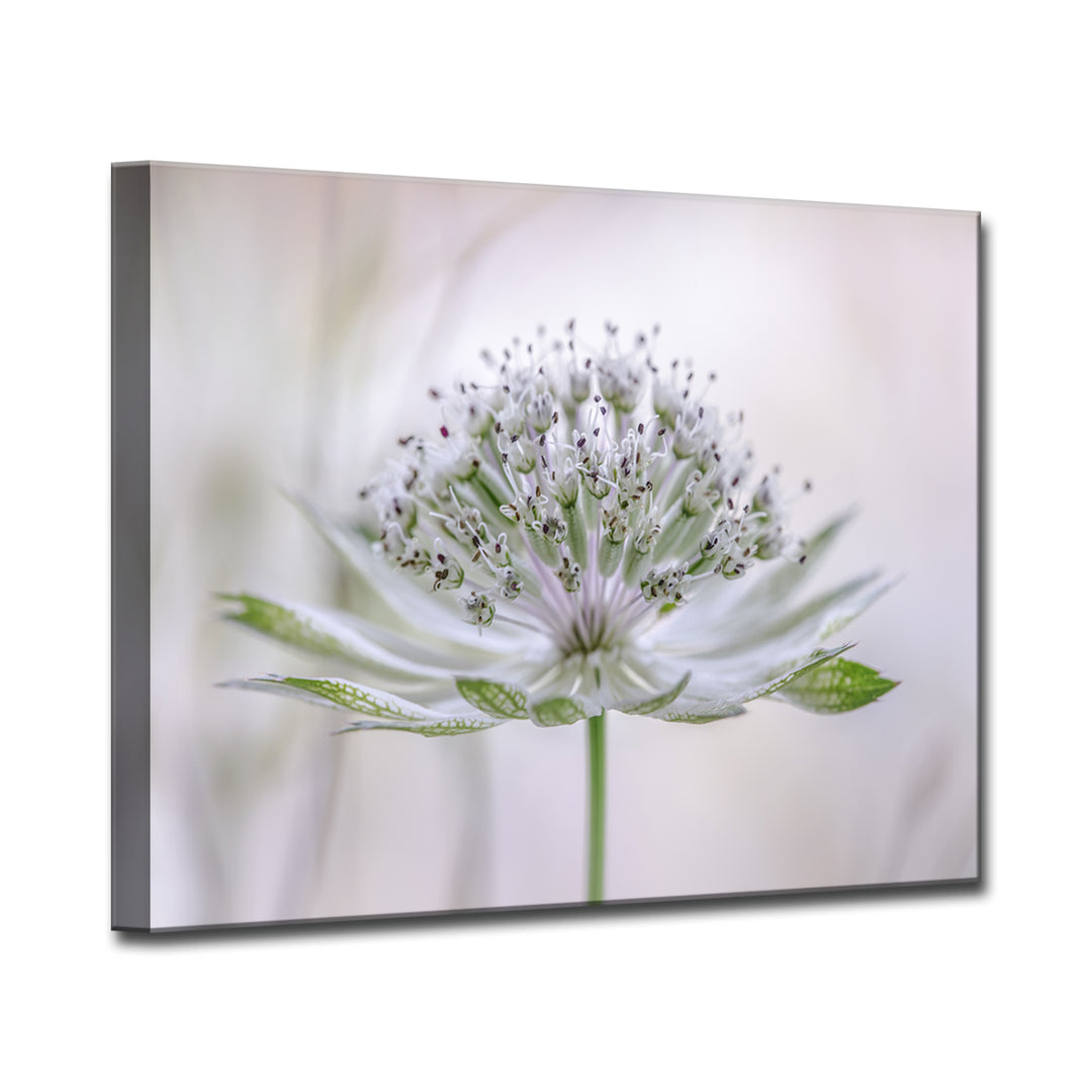 Astrantia' Wrapped Canvas Wall Art