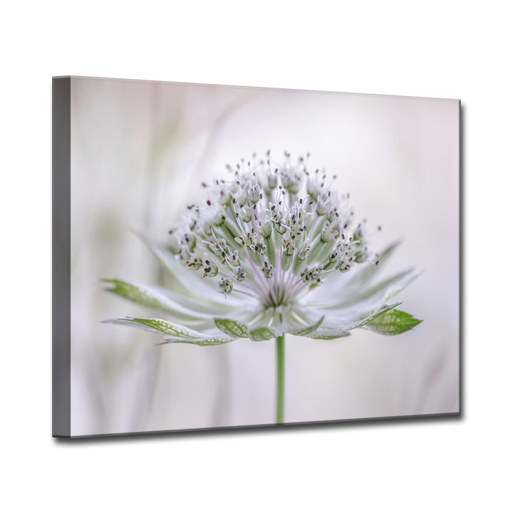Astrantia' Wrapped Canvas Wall Art