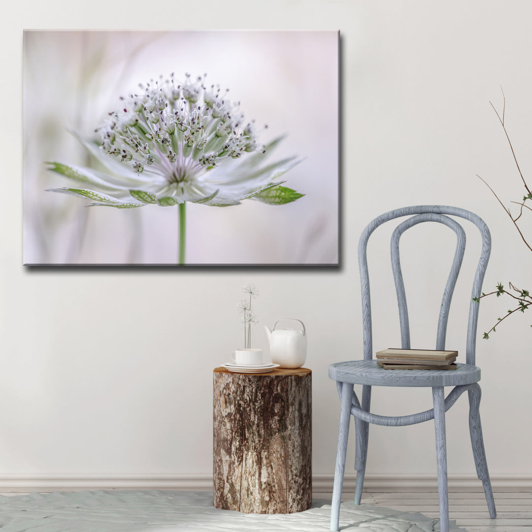 Astrantia' Wrapped Canvas Wall Art