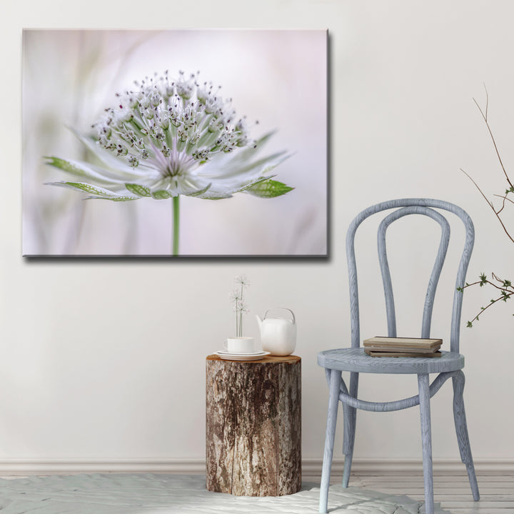 Astrantia' Wrapped Canvas Wall Art