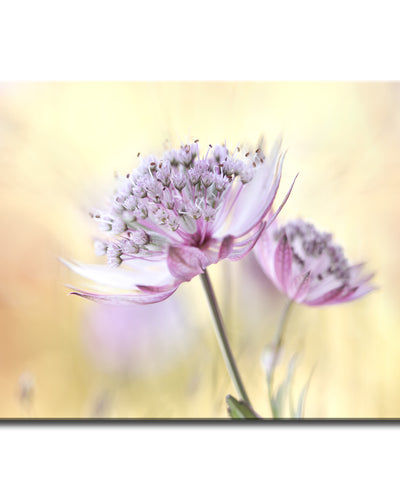 Pink Astrantia' Wrapped Canvas Wall Art