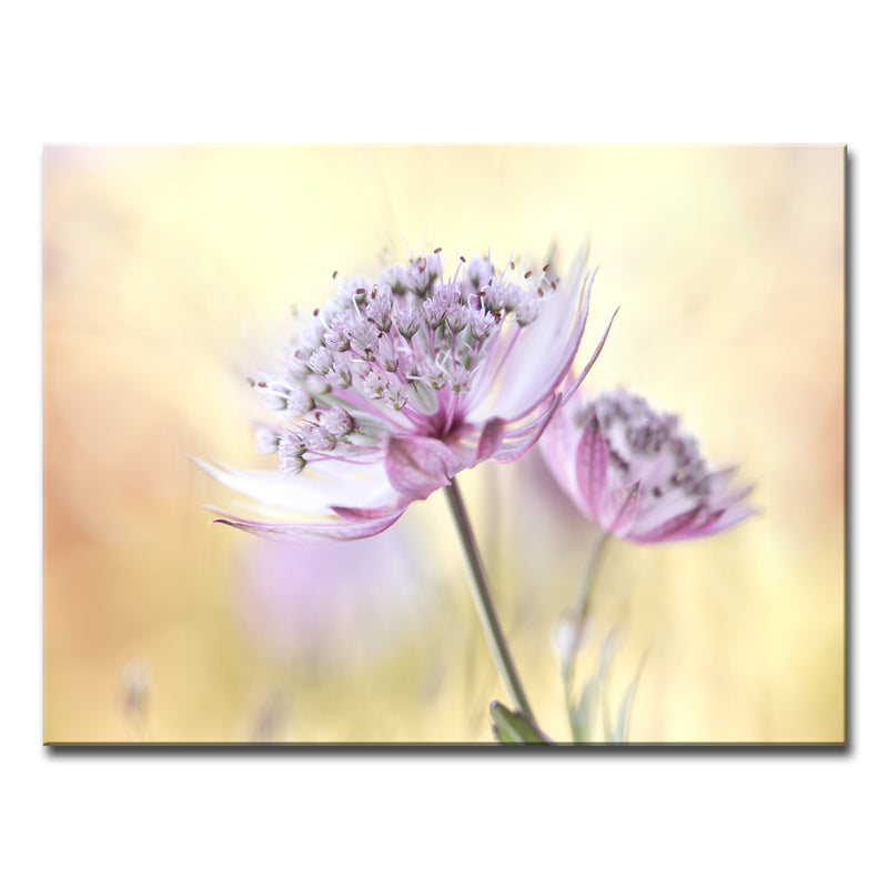 Pink Astrantia' Wrapped Canvas Wall Art