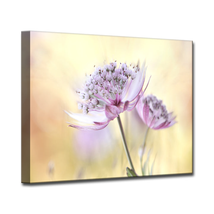 Pink Astrantia' Wrapped Canvas Wall Art