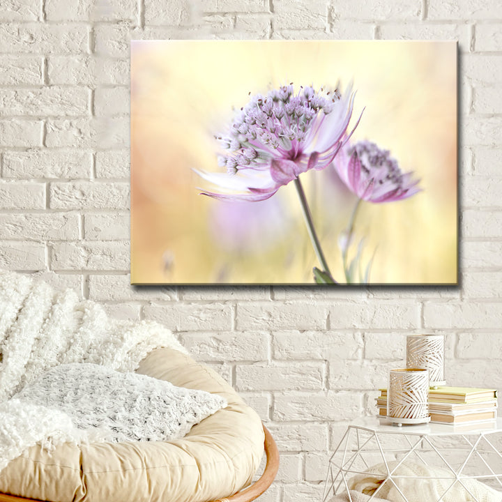 Pink Astrantia' Wrapped Canvas Wall Art