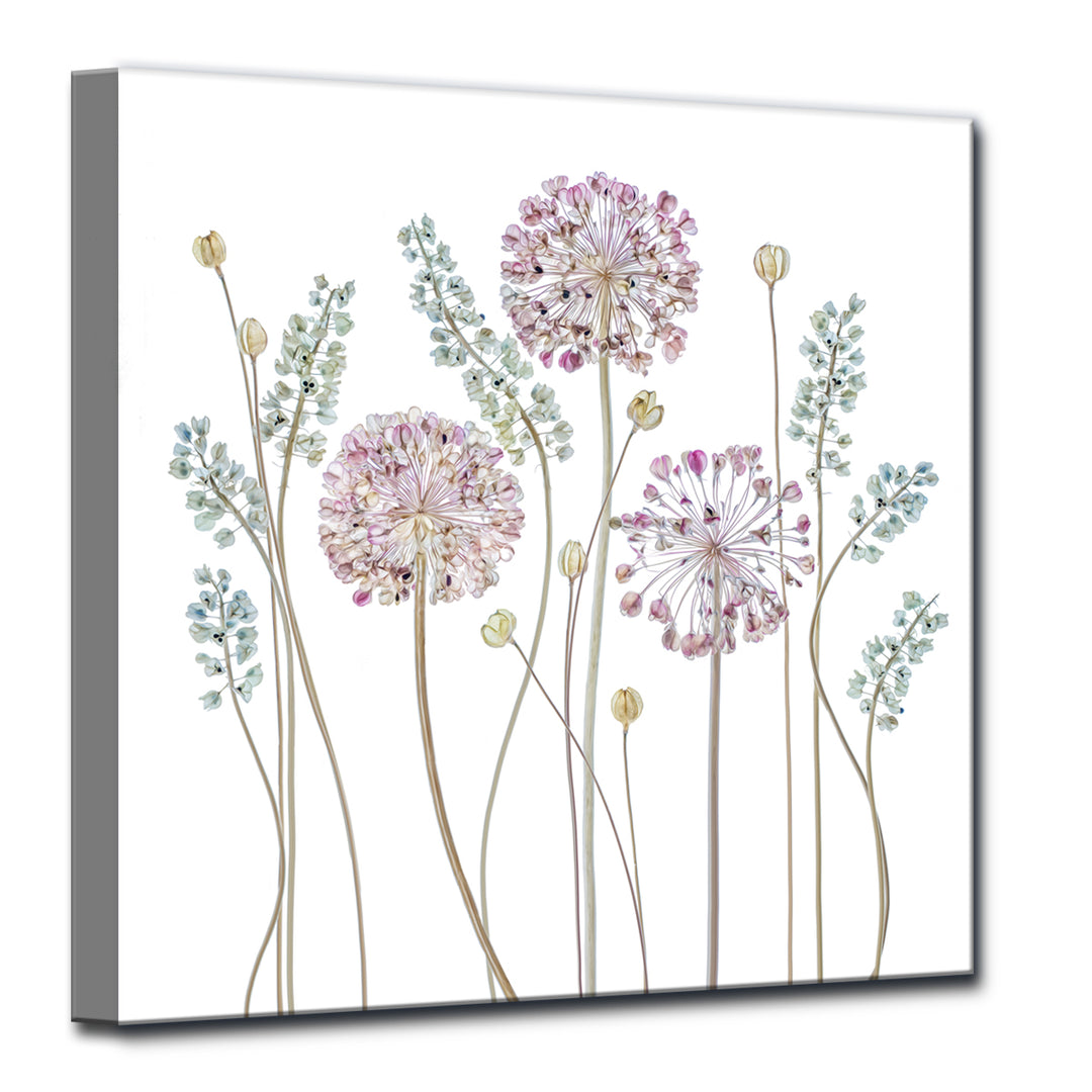 Allium' Wrapped Canvas Wall Art