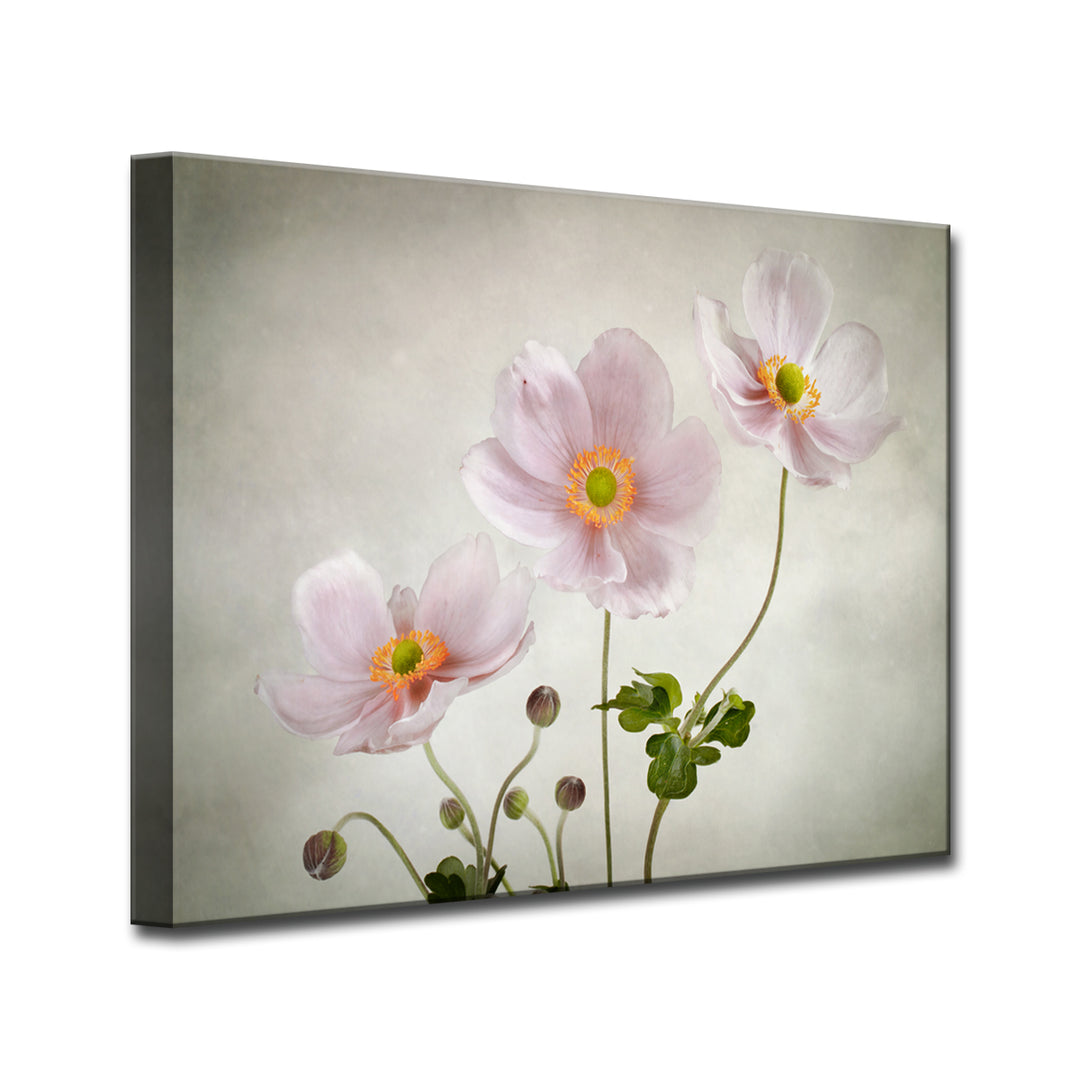 Anemones' Wrapped Canvas Wall Art