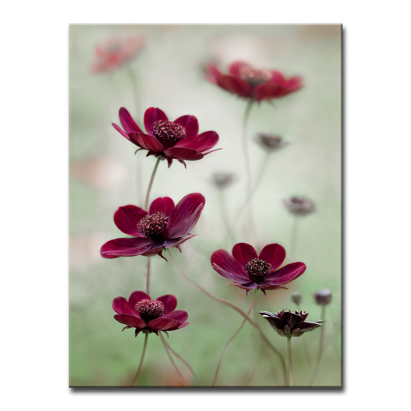 Cosmos Sway' Wrapped Canvas Wall Art